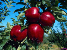 BSGPO яблоки груши сливы черешня вишня производитель фруктов