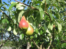 BSGPO SADY KRAJNY Äpfel Birnen Pflaumen Süßkirschen Sauerkirschen Polen